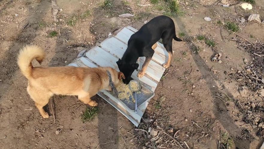 狗狗吃玉米面好消化吗,狗狗吃玉米面粉好吗?-第5张图片-后鲨宠物 狗狗吃玉米面好消化吗,狗狗吃玉米面粉好吗?-第5张图片-后鲨宠物