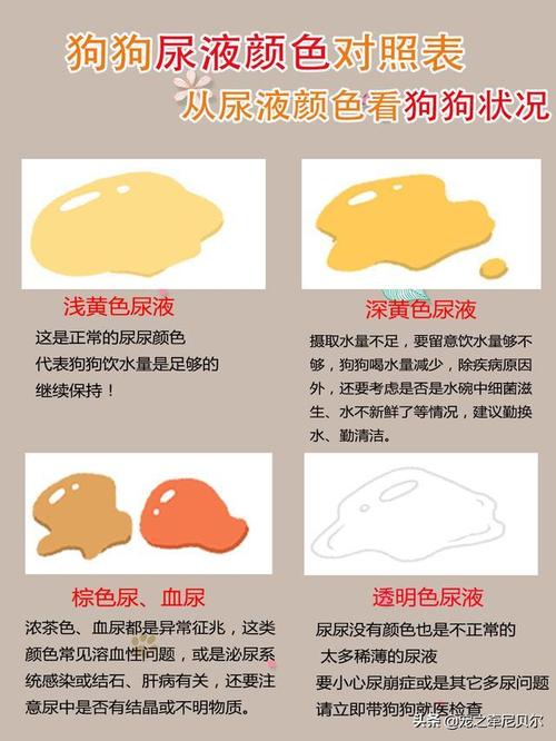 狗狗拉尿很黄什么原因,狗狗拉尿很黄是怎么回事?-第6张图片-后鲨宠物 狗狗拉尿很黄什么原因,狗狗拉尿很黄是怎么回事?-第6张图片-后鲨宠物
