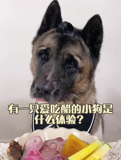  狗狗吃醋的表现，狗狗吃醋的表现