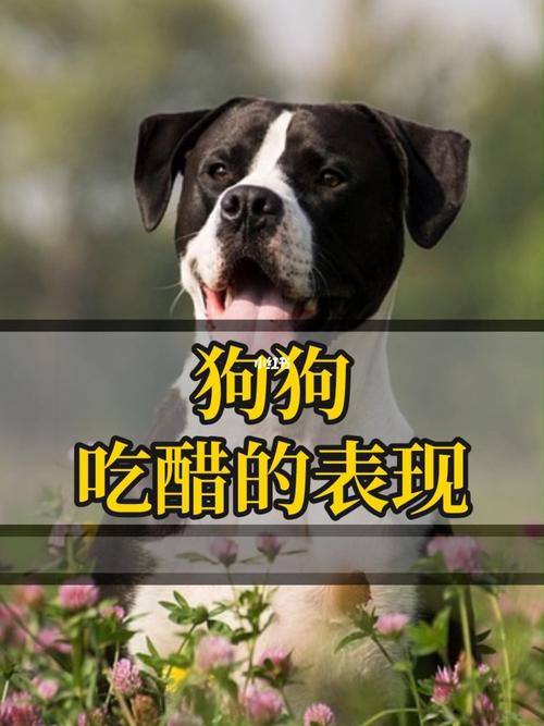 狗狗吃醋的表现,狗狗吃醋的表现-第2张图片-后鲨宠物 狗狗吃醋的表现,狗狗吃醋的表现-第2张图片-后鲨宠物