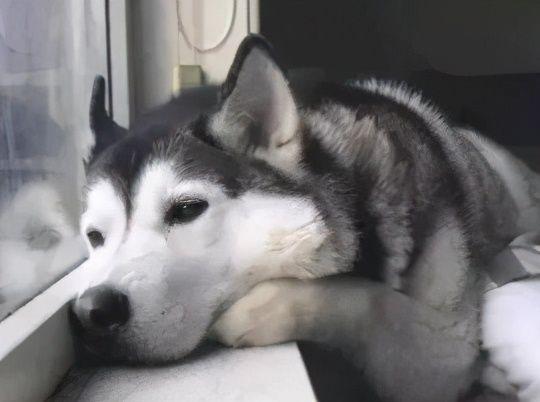 狗狗吃醋的表现,狗狗吃醋的表现-第6张图片-后鲨宠物 狗狗吃醋的表现,狗狗吃醋的表现-第6张图片-后鲨宠物