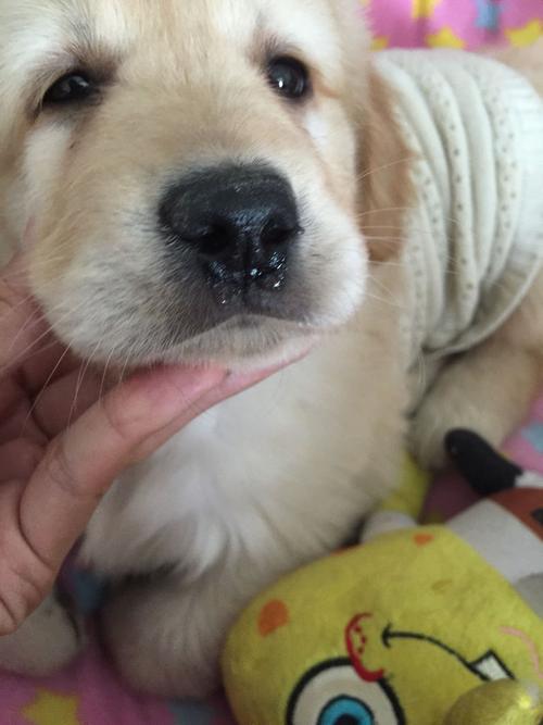  狗狗流清鼻涕怎么回事，狗狗流清鼻涕是什么原因