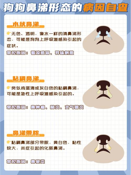  狗狗流清鼻涕怎么回事，狗狗流清鼻涕是什么原因-第2张图片-后鲨宠物