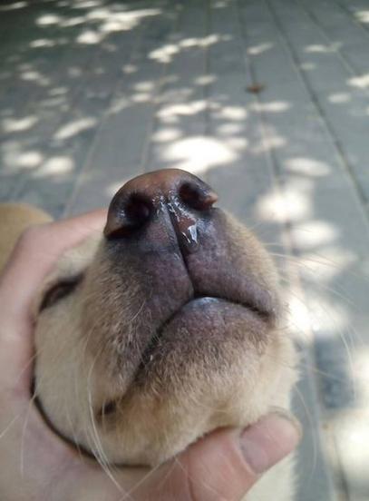  狗狗流清鼻涕怎么回事，狗狗流清鼻涕是什么原因-第5张图片-后鲨宠物