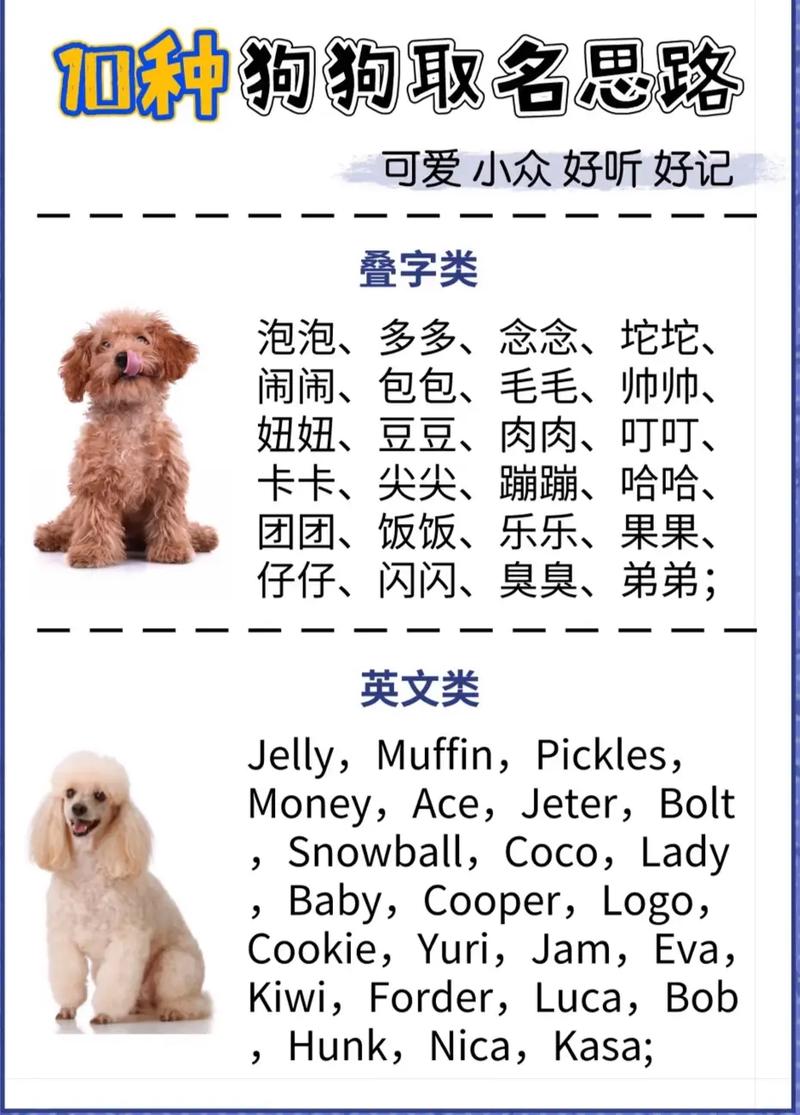 给狗狗起个好听的名字,给狗狗起个响亮的名字-第5张图片-后鲨宠物 给狗狗起个好听的名字,给狗狗起个响亮的名字-第5张图片-后鲨宠物