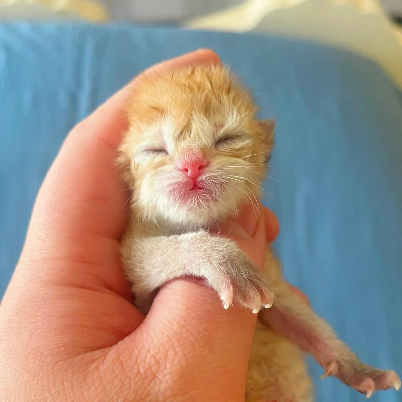 一个多月猫咪吃什么,一个多月猫吃什么好?-第2张图片-后鲨宠物 一个多月猫咪吃什么,一个多月猫吃什么好?-第2张图片-后鲨宠物