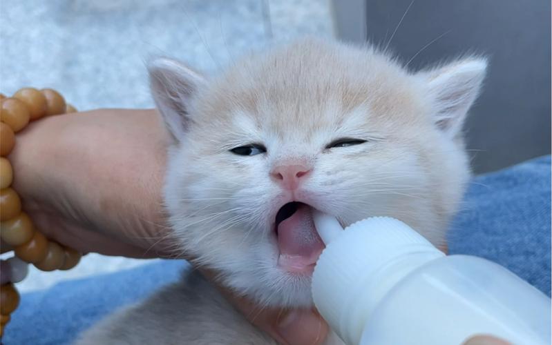 一个多月猫咪吃什么,一个多月猫吃什么好?-第5张图片-后鲨宠物 一个多月猫咪吃什么,一个多月猫吃什么好?-第5张图片-后鲨宠物