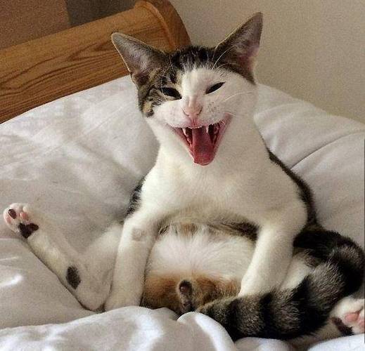 猫咪发情一直叫怎么办,猫咪发情一直叫怎么办-第2张图片-后鲨宠物 猫咪发情一直叫怎么办,猫咪发情一直叫怎么办-第2张图片-后鲨宠物