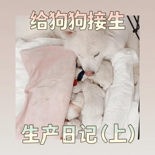 怎么帮狗狗接生，怎么帮狗狗接生视频？