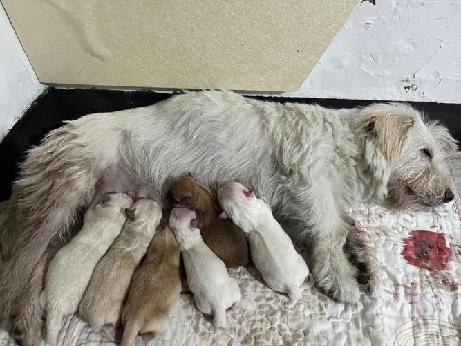 怎么帮狗狗接生,怎么帮狗狗接生视频?-第2张图片-后鲨宠物 怎么帮狗狗接生,怎么帮狗狗接生视频?-第2张图片-后鲨宠物