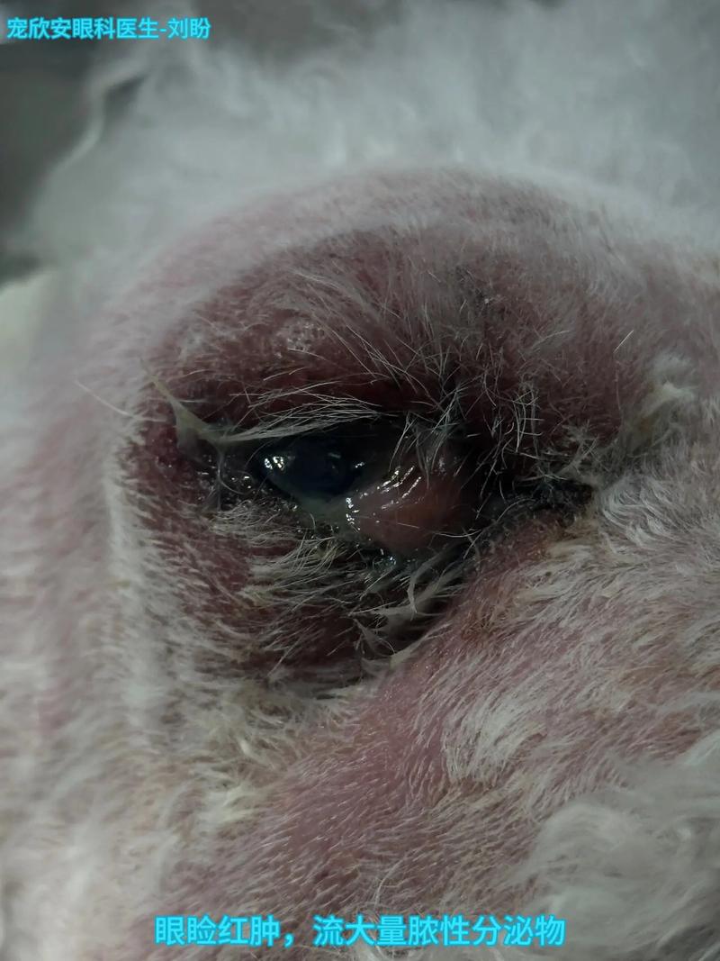  狗狗上眼皮红肿怎么办，狗狗上眼皮红肿怎么办图片-第2张图片-后鲨宠物