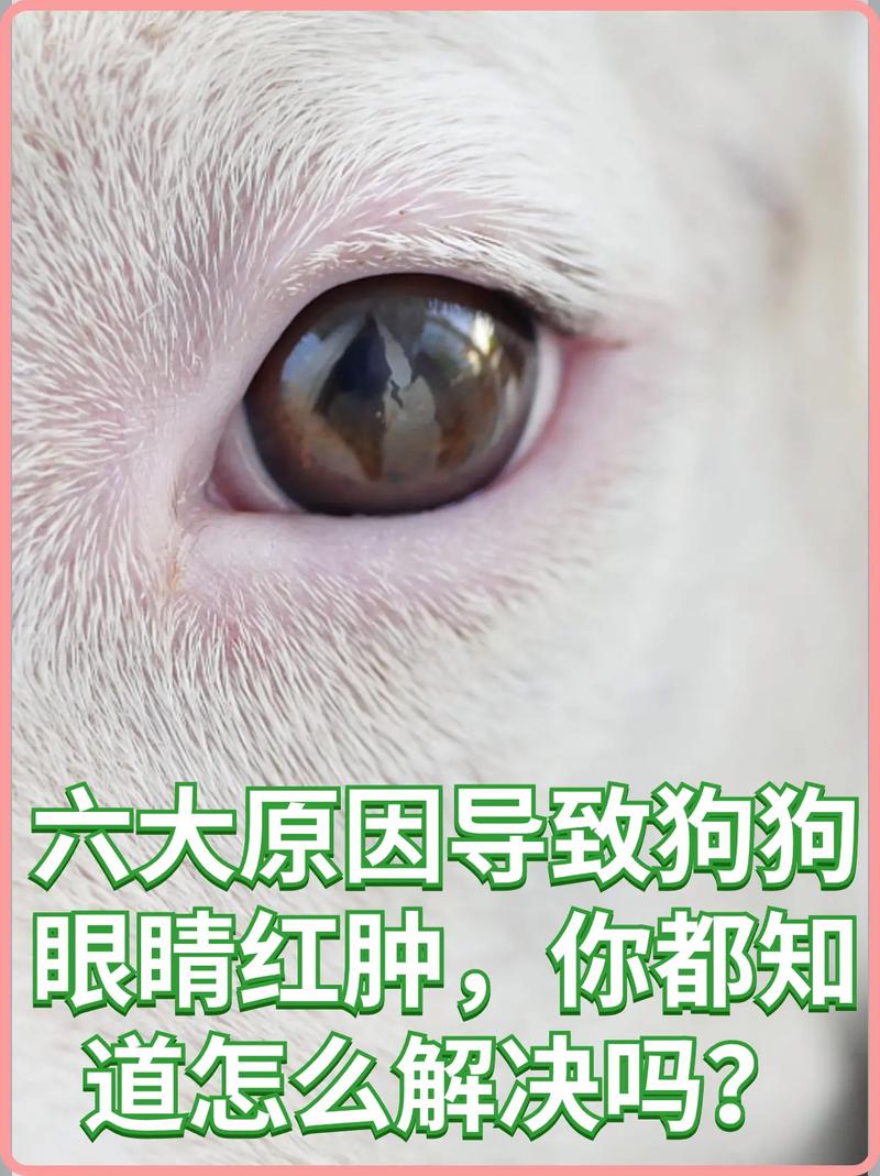  狗狗上眼皮红肿怎么办，狗狗上眼皮红肿怎么办图片-第3张图片-后鲨宠物