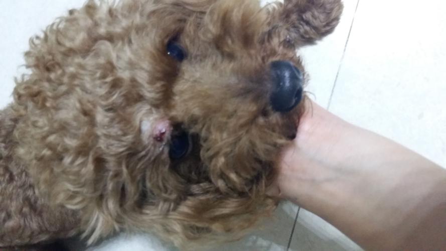  狗狗上眼皮红肿怎么办，狗狗上眼皮红肿怎么办图片-第4张图片-后鲨宠物