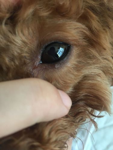  狗狗上眼皮红肿怎么办，狗狗上眼皮红肿怎么办图片-第6张图片-后鲨宠物