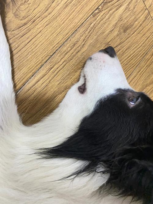 狗狗喉咙发炎的症状,狗狗喉咙发炎的症状有哪些-第5张图片-后鲨宠物 狗狗喉咙发炎的症状,狗狗喉咙发炎的症状有哪些-第5张图片-后鲨宠物