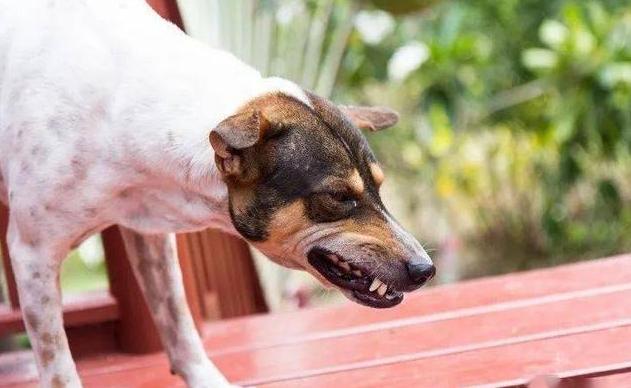 狗狗喉咙发炎的症状,狗狗喉咙发炎的症状有哪些-第6张图片-后鲨宠物 狗狗喉咙发炎的症状,狗狗喉咙发炎的症状有哪些-第6张图片-后鲨宠物