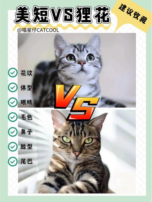  好养的猫咪品种，比较好养的猫前十名