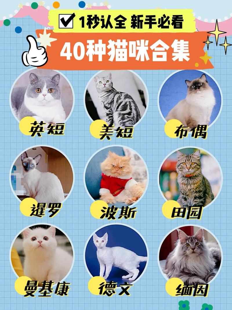 好养的猫咪品种,比较好养的猫前十名-第3张图片-后鲨宠物 好养的猫咪品种,比较好养的猫前十名-第3张图片-后鲨宠物