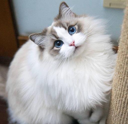 好养的猫咪品种,比较好养的猫前十名-第4张图片-后鲨宠物 好养的猫咪品种,比较好养的猫前十名-第4张图片-后鲨宠物