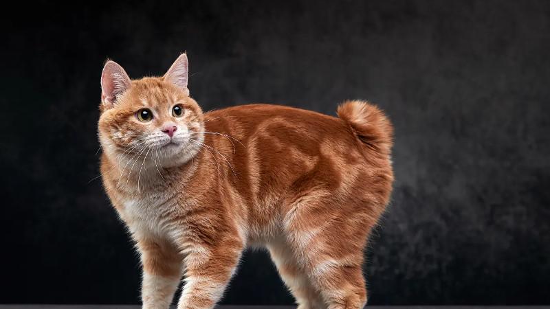 好养的猫咪品种,比较好养的猫前十名-第6张图片-后鲨宠物 好养的猫咪品种,比较好养的猫前十名-第6张图片-后鲨宠物