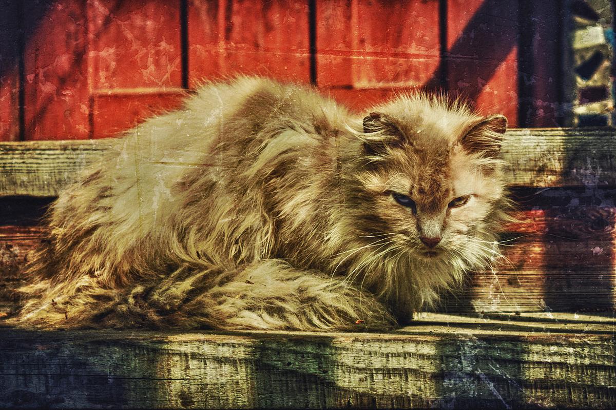 猫咪肚子一边大一边小，猫一边肚子大一边肚子小？