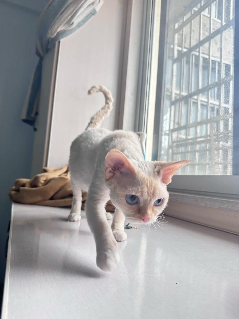 猫咪肚子一边大一边小,猫一边肚子大一边肚子小?-第4张图片-后鲨宠物 猫咪肚子一边大一边小,猫一边肚子大一边肚子小?-第4张图片-后鲨宠物