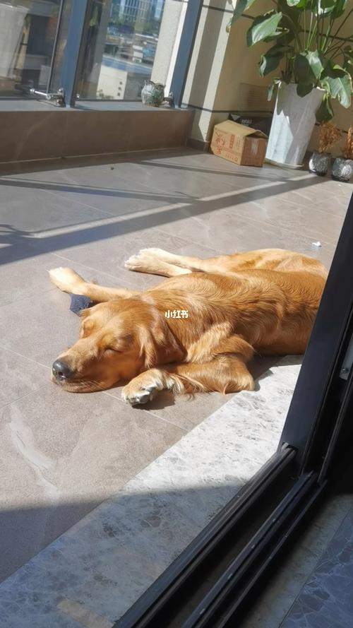  狗狗不晒太阳会怎么样，狗狗不晒太阳会影响长毛吗-第2张图片-后鲨宠物