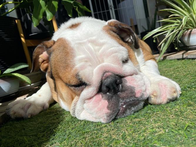  狗狗不晒太阳会怎么样，狗狗不晒太阳会影响长毛吗-第3张图片-后鲨宠物