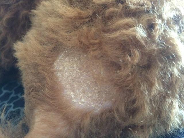  狗狗不晒太阳会怎么样，狗狗不晒太阳会影响长毛吗-第6张图片-后鲨宠物