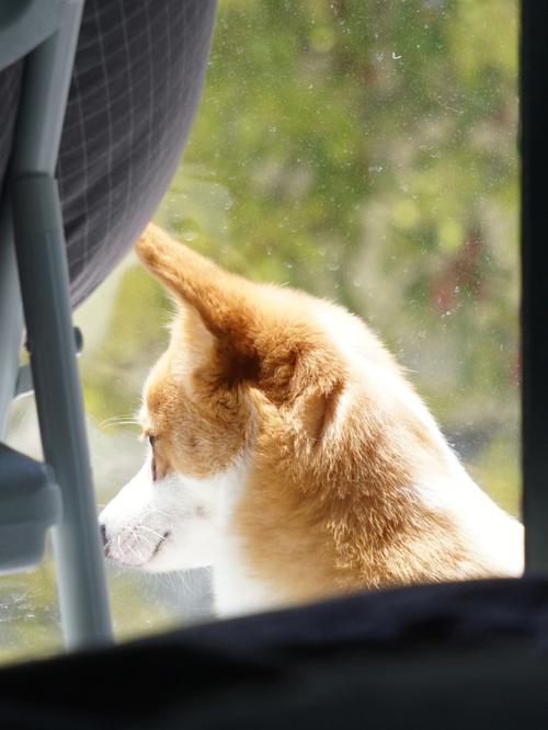  狗狗不晒太阳会怎么样，狗狗不晒太阳会影响长毛吗-第5张图片-后鲨宠物