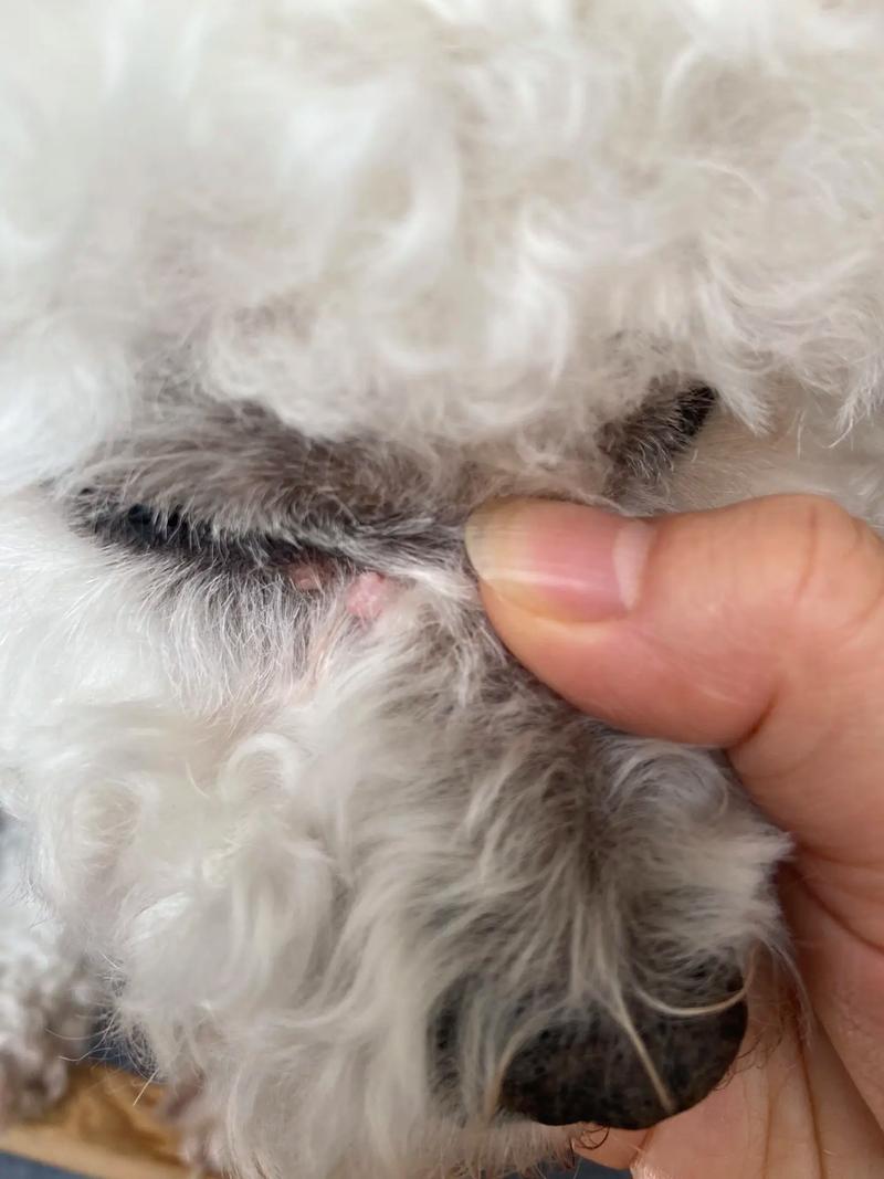  狗狗脑炎症状初期症状，狗狗脑炎是什么病