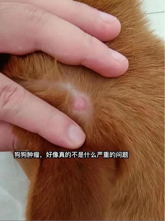 狗狗脑炎症状初期症状,狗狗脑炎是什么病-第3张图片-后鲨宠物 狗狗脑炎症状初期症状,狗狗脑炎是什么病-第3张图片-后鲨宠物