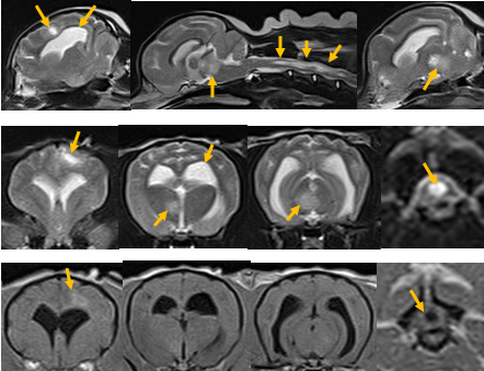 狗狗脑炎症状初期症状,狗狗脑炎是什么病-第4张图片-后鲨宠物 狗狗脑炎症状初期症状,狗狗脑炎是什么病-第4张图片-后鲨宠物