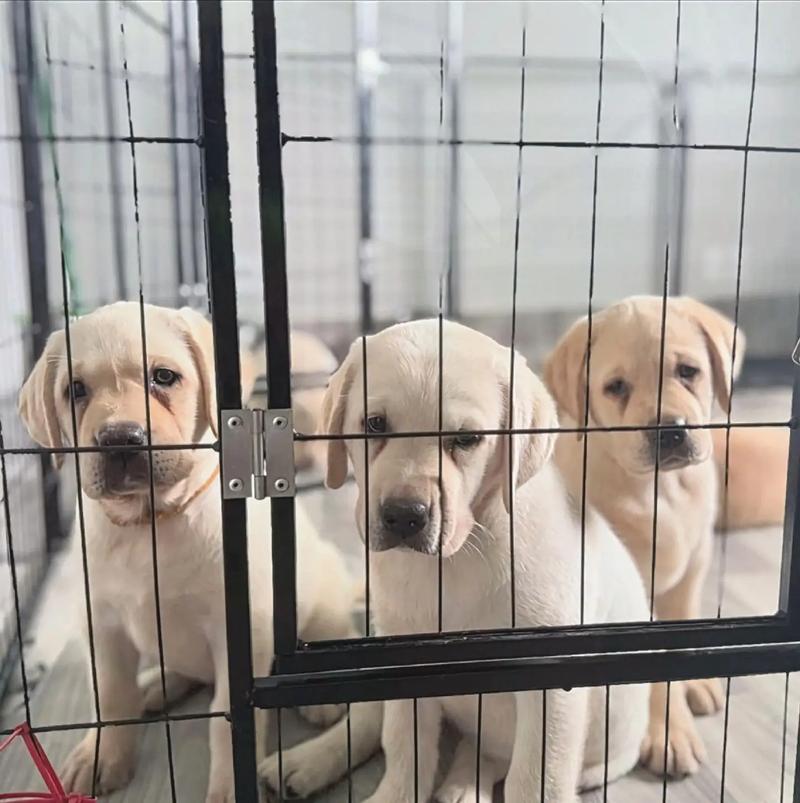 8个月的狗狗是成年了吗_八个月的狗狗算成犬吗-第2张图片-后鲨宠物 8个月的狗狗是成年了吗_八个月的狗狗算成犬吗-第2张图片-后鲨宠物