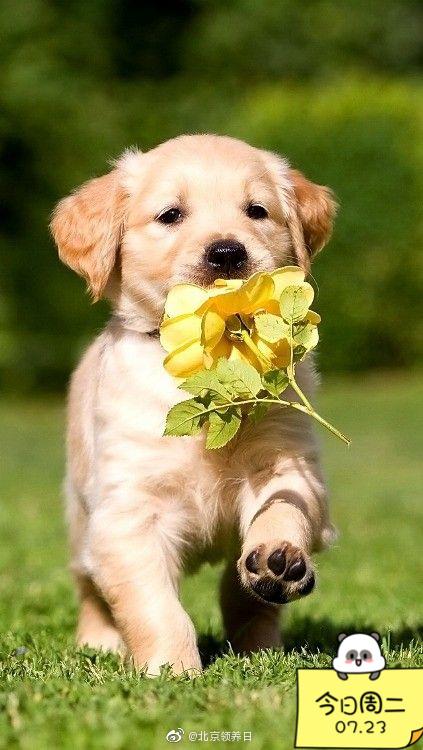 8个月的狗狗是成年了吗_八个月的狗狗算成犬吗-第3张图片-后鲨宠物 8个月的狗狗是成年了吗_八个月的狗狗算成犬吗-第3张图片-后鲨宠物