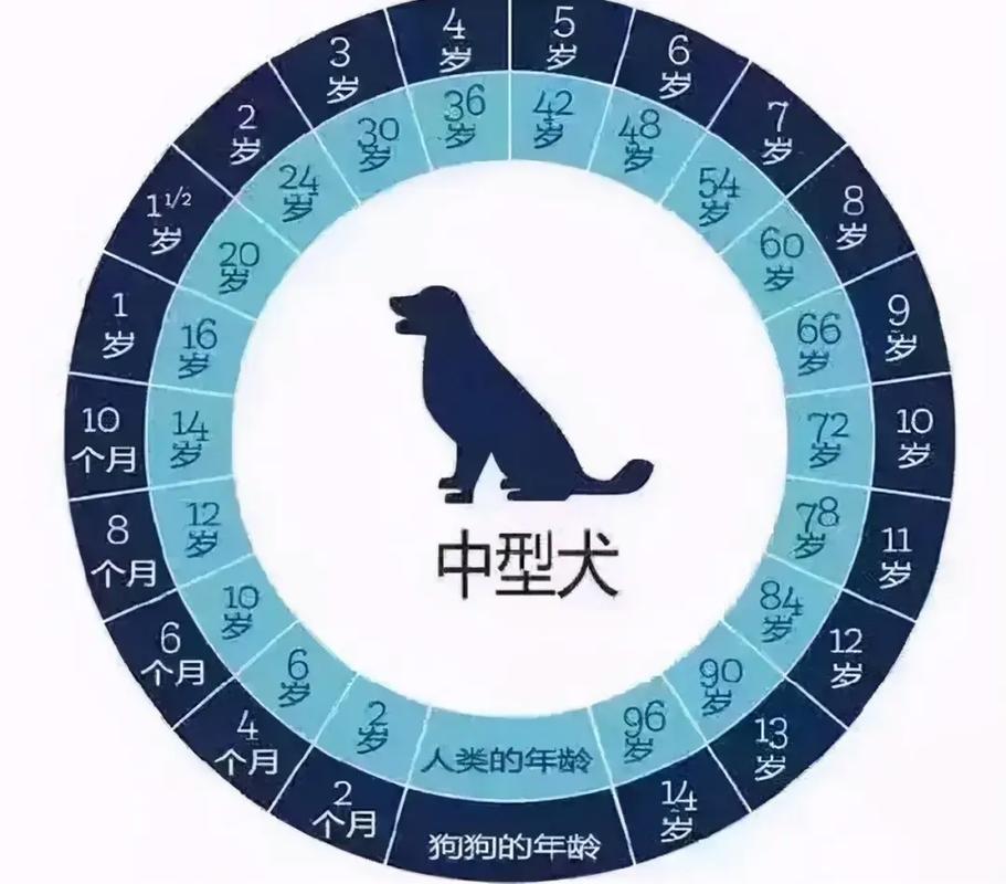 8个月的狗狗是成年了吗_八个月的狗狗算成犬吗-第4张图片-后鲨宠物 8个月的狗狗是成年了吗_八个月的狗狗算成犬吗-第4张图片-后鲨宠物