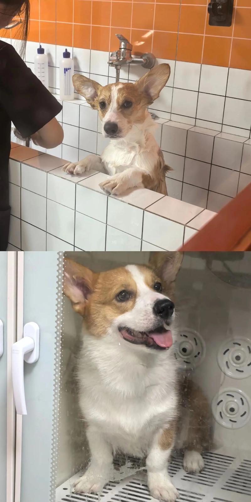 8个月的狗狗是成年了吗_八个月的狗狗算成犬吗-第5张图片-后鲨宠物 8个月的狗狗是成年了吗_八个月的狗狗算成犬吗-第5张图片-后鲨宠物