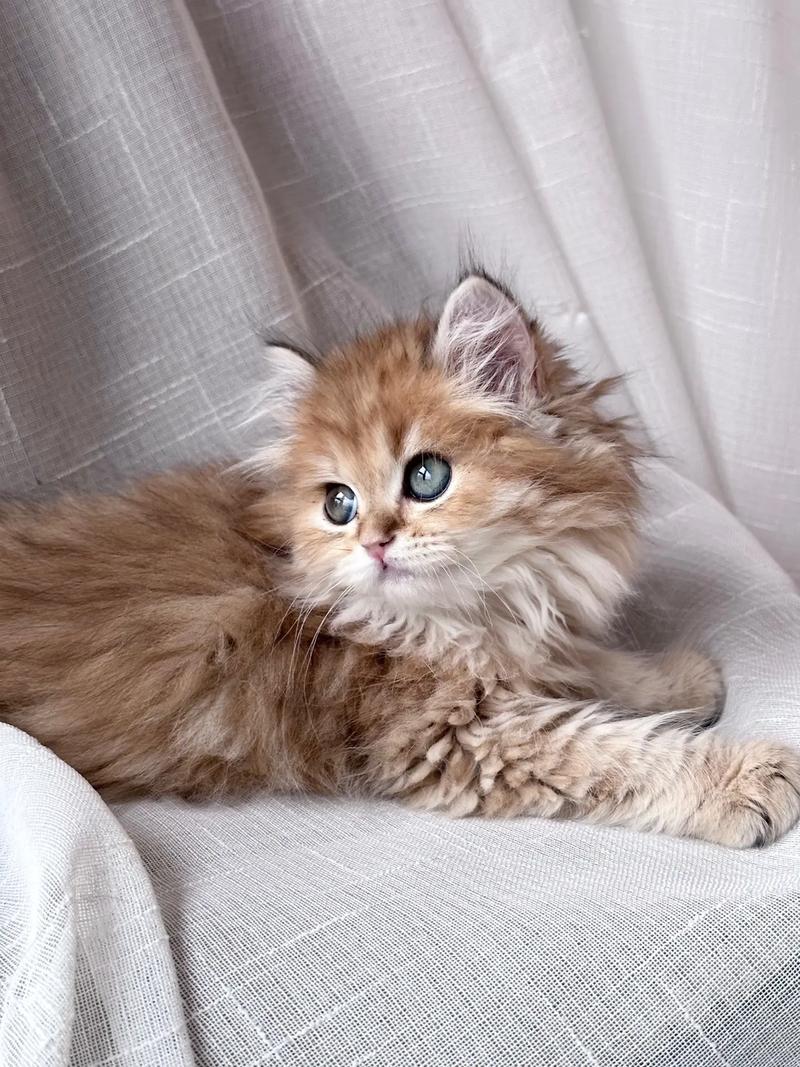  哪种猫咪最温顺最粘人，哪种猫咪最温顺最粘人又好养-第2张图片-后鲨宠物