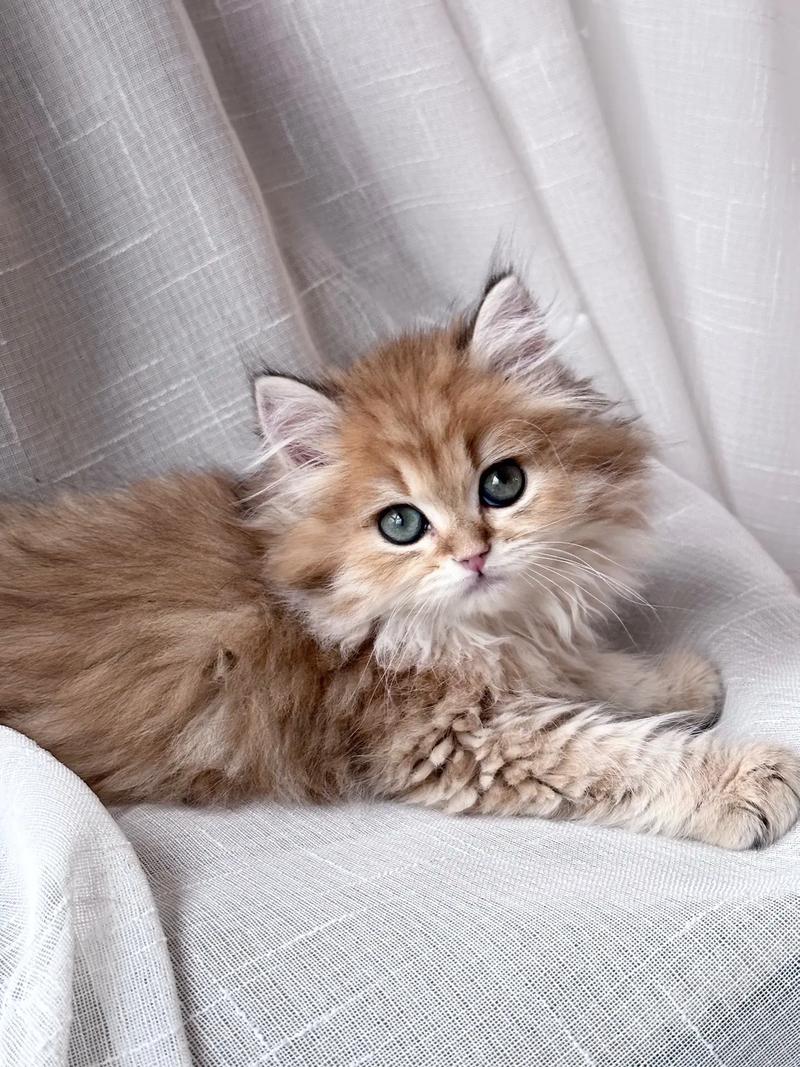  哪种猫咪最温顺最粘人，哪种猫咪最温顺最粘人又好养-第3张图片-后鲨宠物