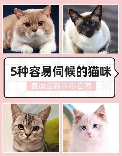  哪种猫咪最温顺最粘人，哪种猫咪最温顺最粘人又好养-第4张图片-后鲨宠物