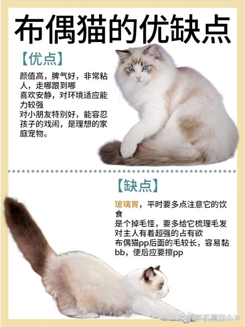  哪种猫咪最温顺最粘人，哪种猫咪最温顺最粘人又好养-第5张图片-后鲨宠物