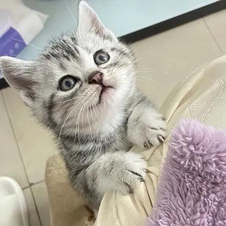 两个月猫咪怎么养,两个月的猫如何养-第3张图片-后鲨宠物 两个月猫咪怎么养,两个月的猫如何养-第3张图片-后鲨宠物