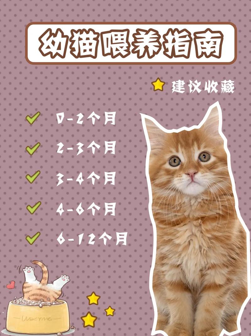 两个月猫咪怎么养,两个月的猫如何养-第4张图片-后鲨宠物 两个月猫咪怎么养,两个月的猫如何养-第4张图片-后鲨宠物