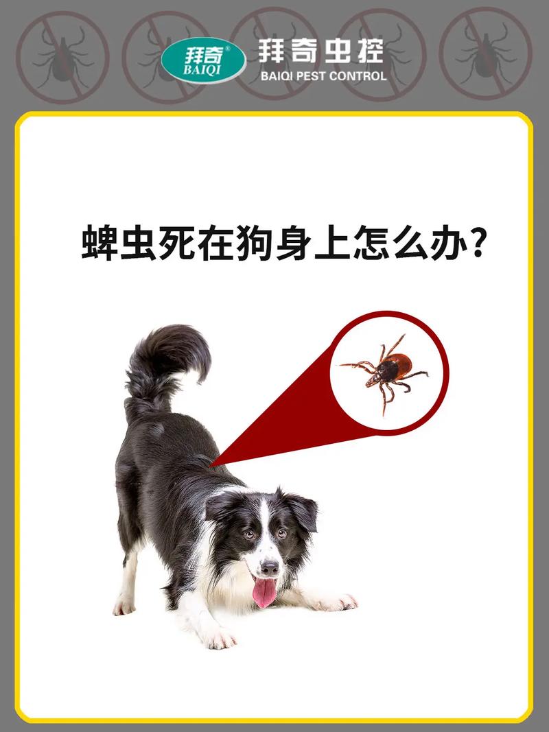 狗狗身上有蜱虫用什么药_狗狗身上有蜱虫用什么药效果好