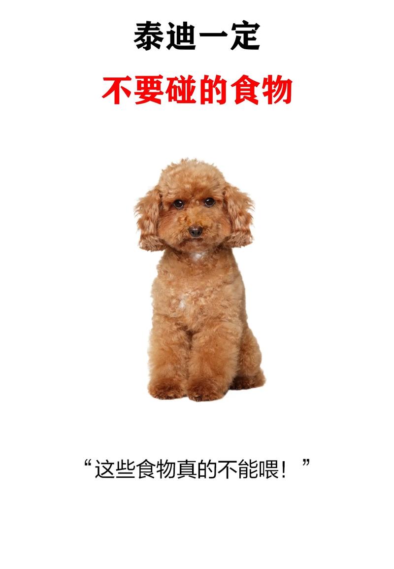 泰迪狗狗吃什么_泰迪狗狗吃什么食物可以增加营养-第5张图片-后鲨宠物 泰迪狗狗吃什么_泰迪狗狗吃什么食物可以增加营养-第5张图片-后鲨宠物