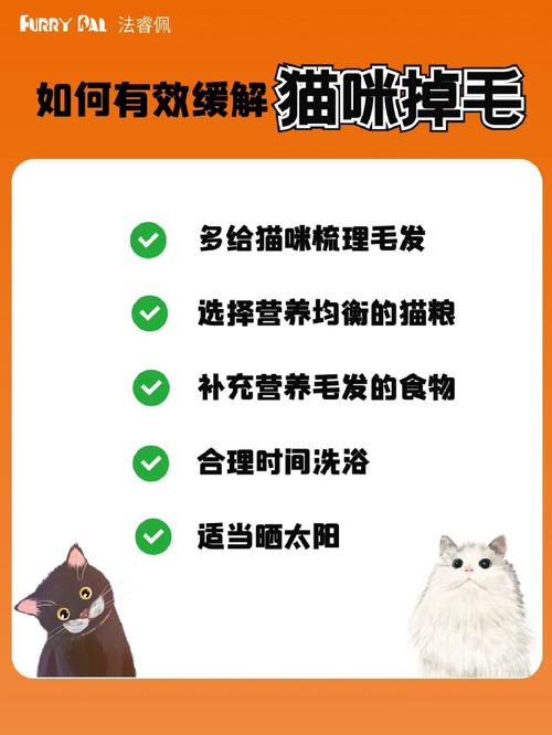  猫咪总掉毛怎么办，猫咪掉毛怎么办吃什么-第3张图片-后鲨宠物