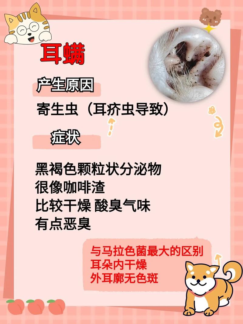 猫咪为什么会长耳螨,猫为什么长耳螨会传染人吗-第2张图片-后鲨宠物 猫咪为什么会长耳螨,猫为什么长耳螨会传染人吗-第2张图片-后鲨宠物