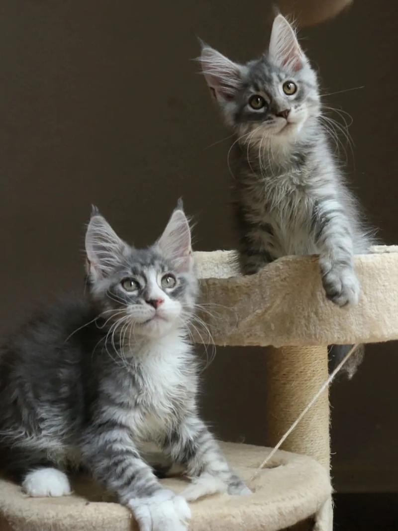  2个月大的猫咪吃什么，2个月大的猫咪吃什么猫粮全期还是全价幼年猫粮