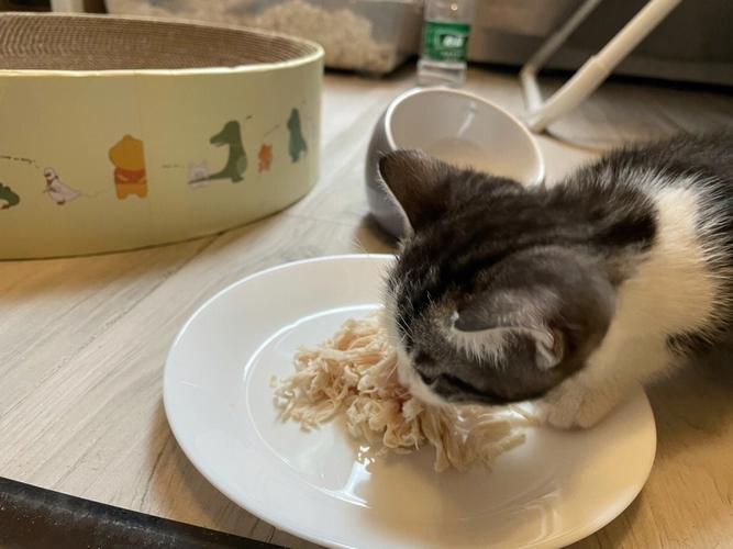  2个月大的猫咪吃什么，2个月大的猫咪吃什么猫粮全期还是全价幼年猫粮-第4张图片-后鲨宠物