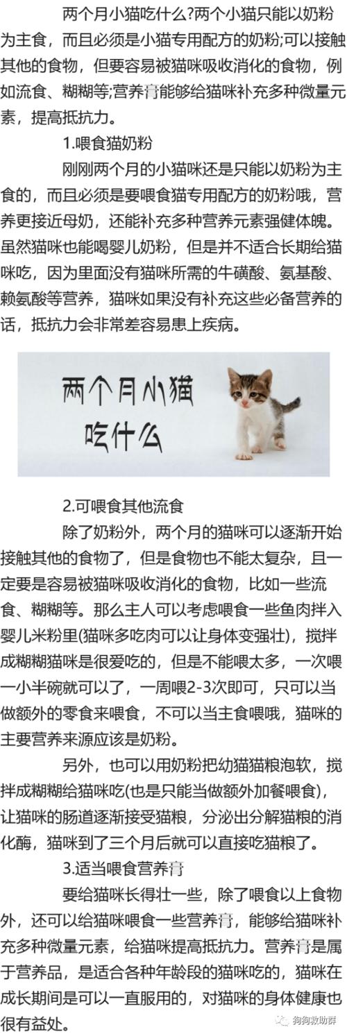  2个月大的猫咪吃什么，2个月大的猫咪吃什么猫粮全期还是全价幼年猫粮-第5张图片-后鲨宠物